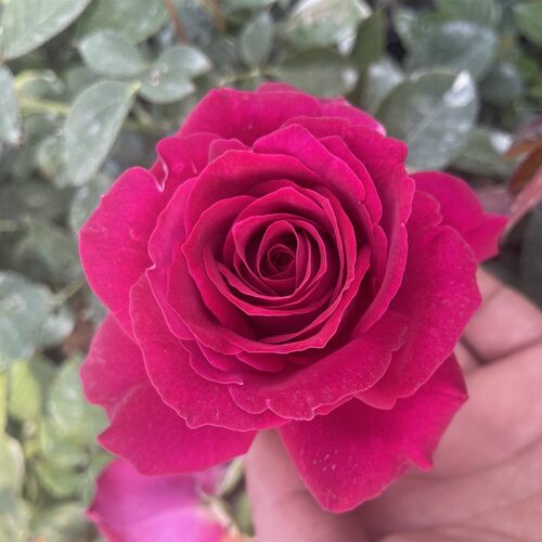 美人丽芙 月季玫瑰 多季浓香灌木庭院露台植物玫瑰花卉