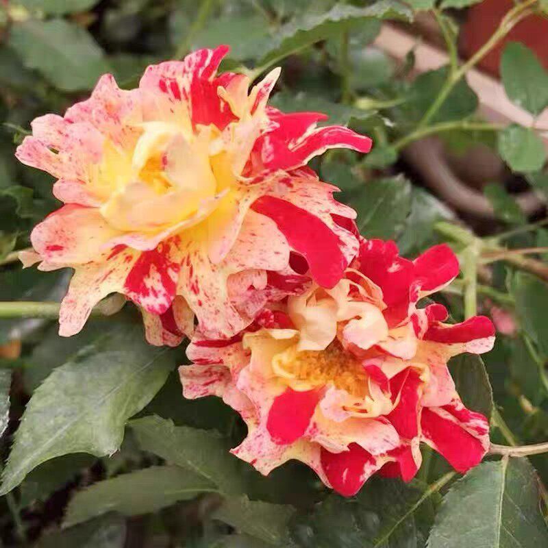 新品【尼梅特/乱世狂舞月季小苗条纹系灌木大花多季开花阳台盆栽