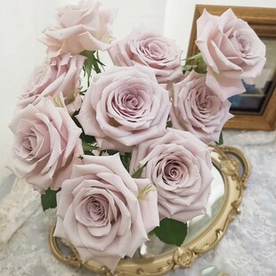 曼塔 切花月季盆栽花苗阳台庭院多季节丰花灌木玫瑰高级复古花卉