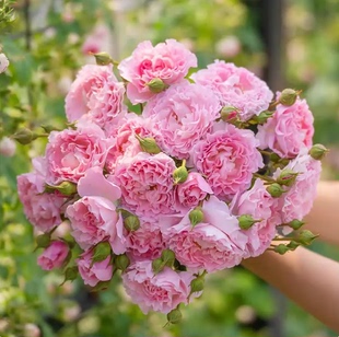 云舒 月季花苗粉色丰花香味灌木 多季节开花 阳台庭院盆栽花卉