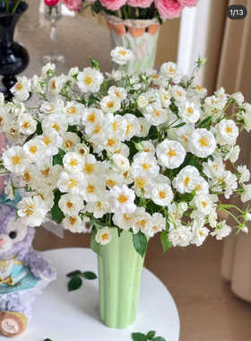 【白帆之冬】月季苗多季开花勤花抗病低维护品种白色可藤可灌花卉