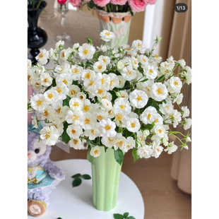【白帆之冬】月季苗多季开花勤花抗病低维护品种白色可藤可灌花卉