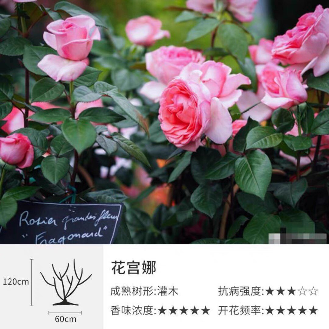 法版花宫娜扦插小苗浓香灌木花卉盆栽月季玫瑰多季节开花庭院阳台