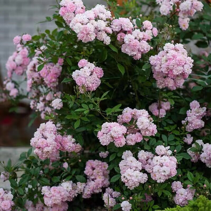 呼吸香水  藤本植物浓香庭院地栽开花机器夏天表现也出色花量巨大