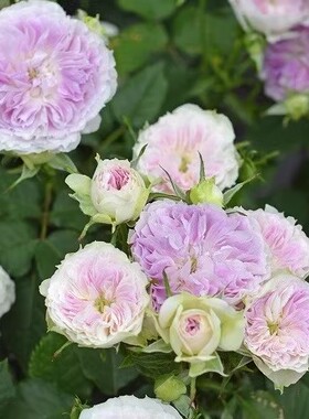 蓝月石 浓香 月季玫瑰 多季蓝紫色勤花灌木日系月季河本纯子