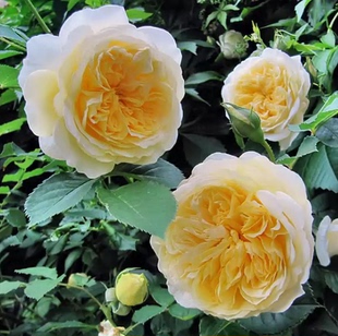 天路/朝圣者  月季花苗鹅黄色重瓣多头勤花爬藤攀援月季庭院