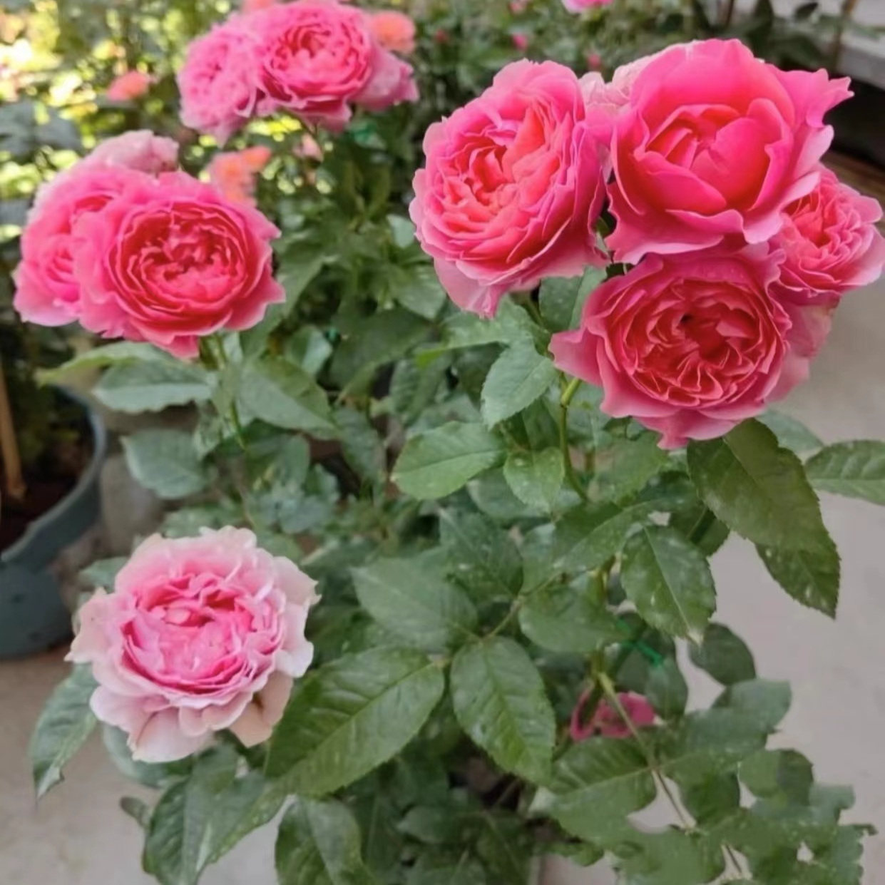新品 【四樱】 月季花苗灌木直立勤花切花玫瑰庭院阳台盆栽图片