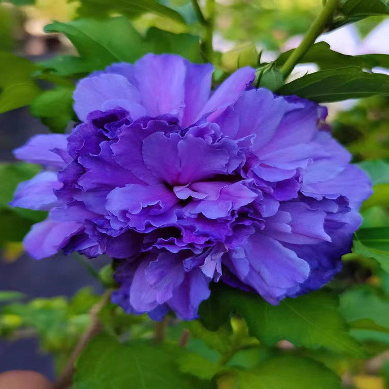 日本重瓣花卉木槿：蓝莓冰沙 Blueberry Smoothie