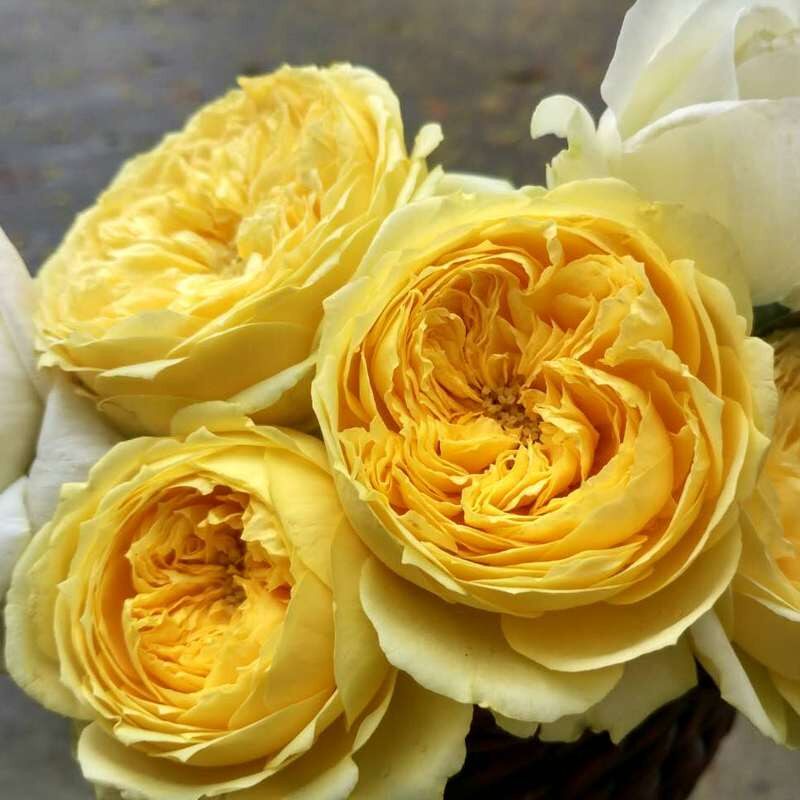 卡特琳娜黄色月季花苗多季开花 大包子花瓣多切花玫瑰苗