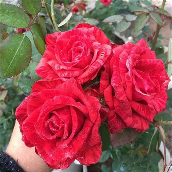 红色直觉切花玫瑰月季扦插花苗直立好花瓣厚实花卉植物盆栽苗