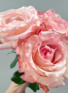 乔伊斯JOYCE 肯尼亚玫瑰 大花品种 扦插苗