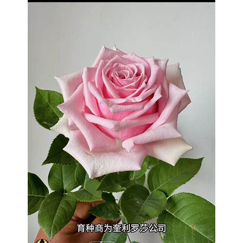 彼岸 进口玫瑰大花多季开花庭院阳台盆栽切花月季花苗花卉