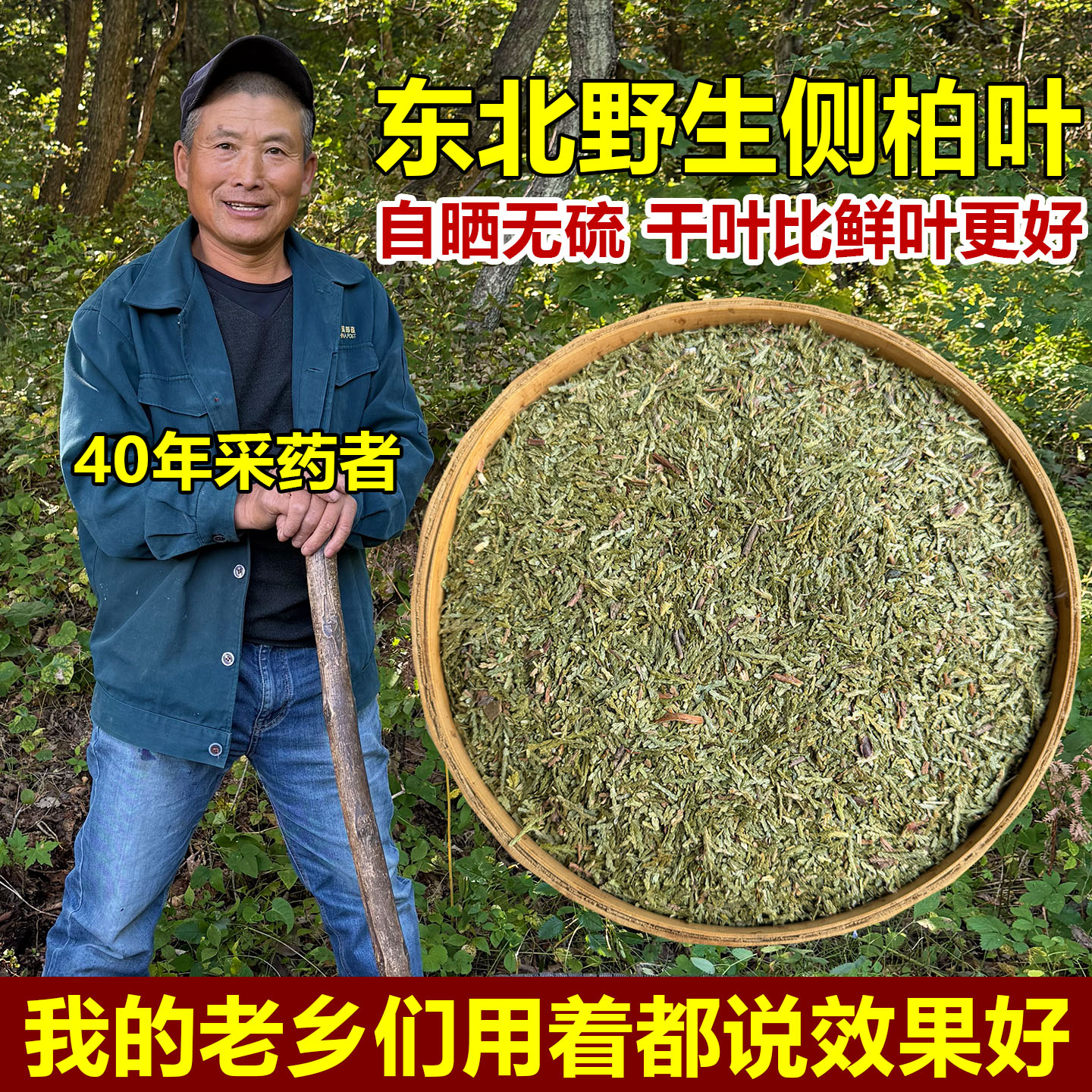 野生侧柏叶中药材正品新货可打粉