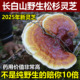 长白山野生灵芝正品 保真天然松杉灵芝赤芝可打粉特级整朵干货泡酒