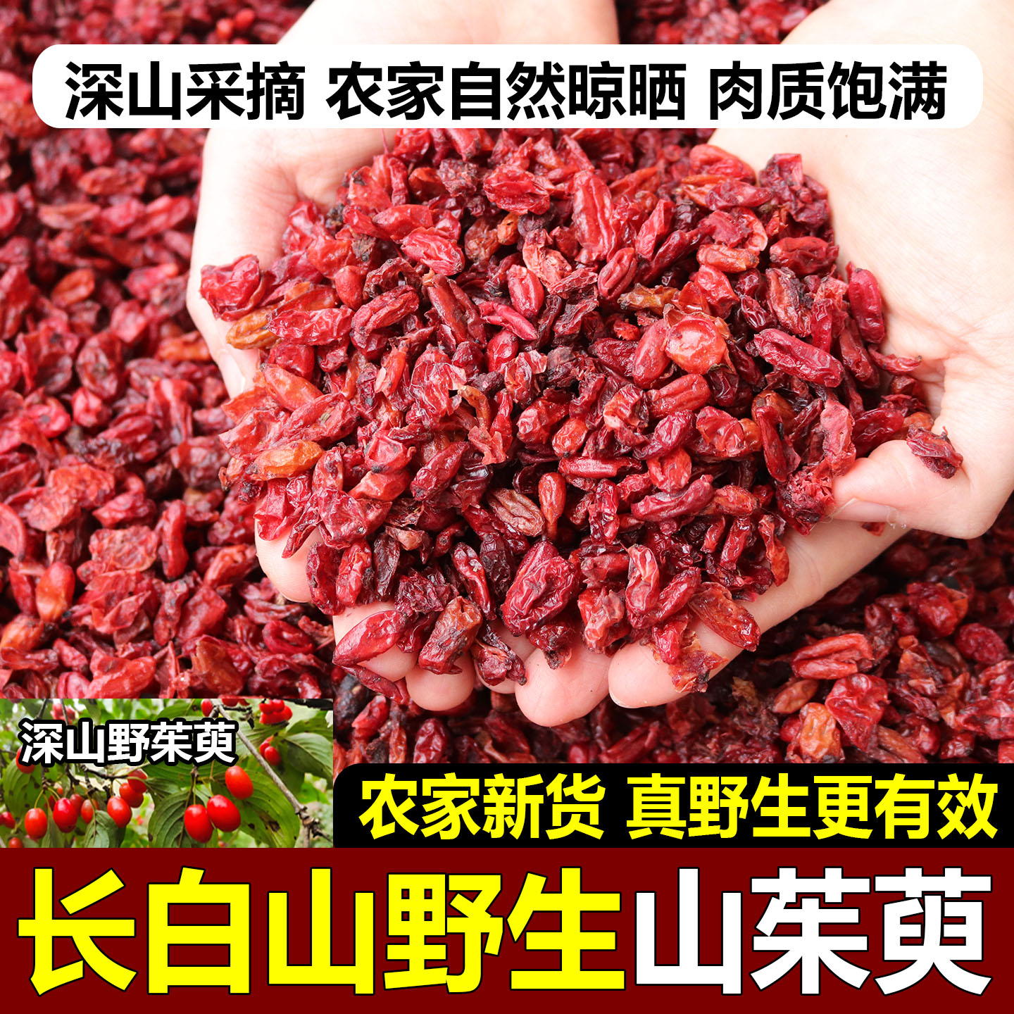 山茱萸中药材东北纯深山野生山茱萸无核无硫保正品泡茶山茱萸野生