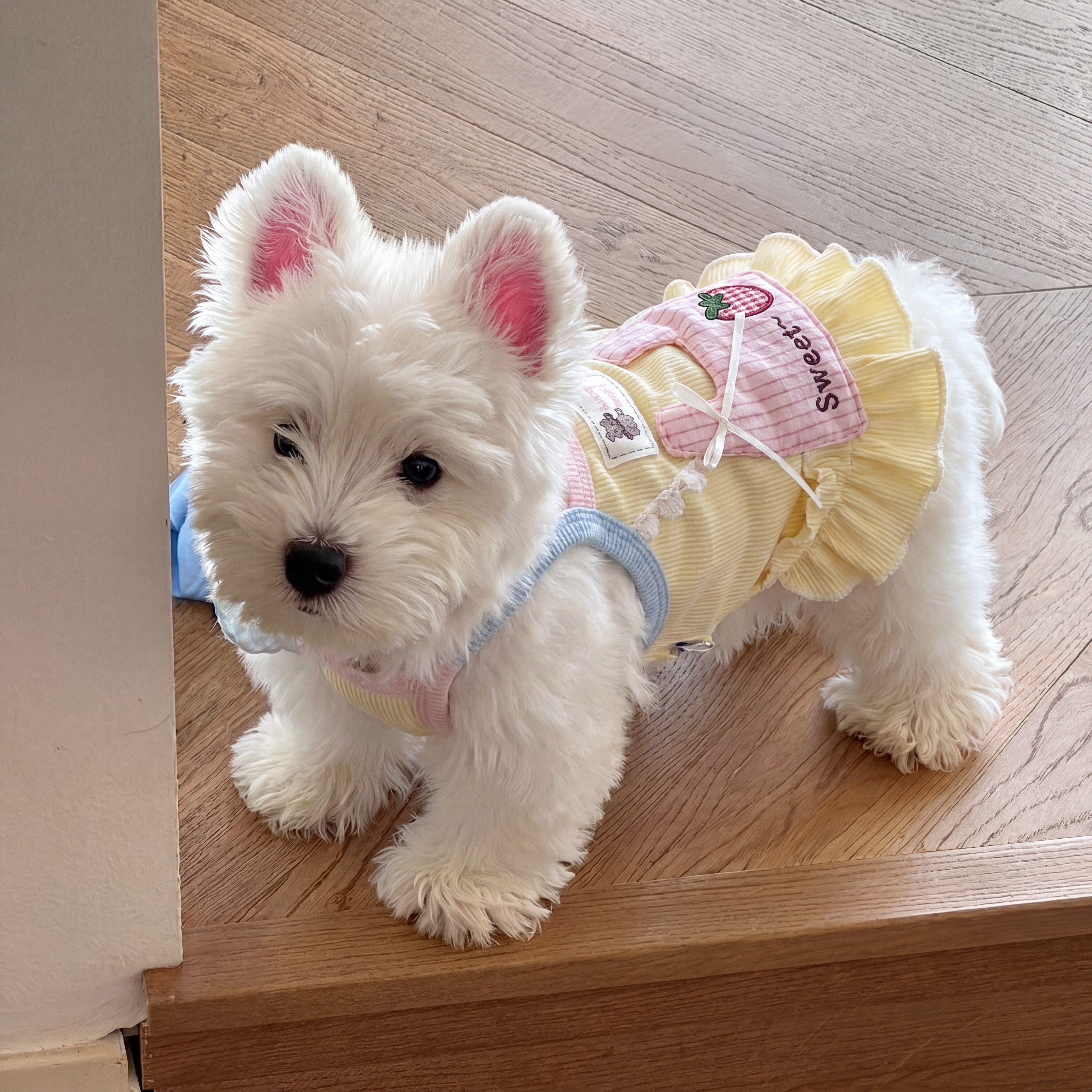 狗狗衣服小狗薄款夏天裙子宠物比熊泰迪中小型犬背心2026新款透气