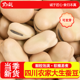 蚕豆干货四川农家自产老品种生的大蚕豆可发芽胡豆新货白皮干胡豆