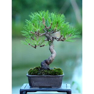 黄山松盆景曲干矮霸造型真树v苗松树盆栽马尾松山采小老桩迎客松