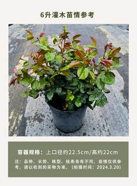 翠植物盆栽月g季阳台惠的高花园色复型花卉琉璃惠灌木杯庭院 大花