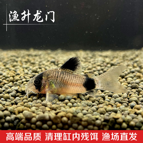 清道夫垃圾鱼淡水小型素材模板-清道夫垃圾鱼淡水小型图片下载- 小麦优选