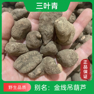 三叶青野生金线吊葫芦石老鼠正品保证纯天然破石珠干品包邮
