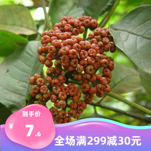 大花萸茱吴种子 小花中花吴萸 茶辣 漆辣子 臭檀吴萸种籽四季播种