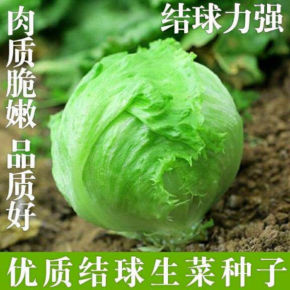 种生结菜球子球形圆奶油生菜甜脆生吃菜易种四季可播菜籽阳台盆栽