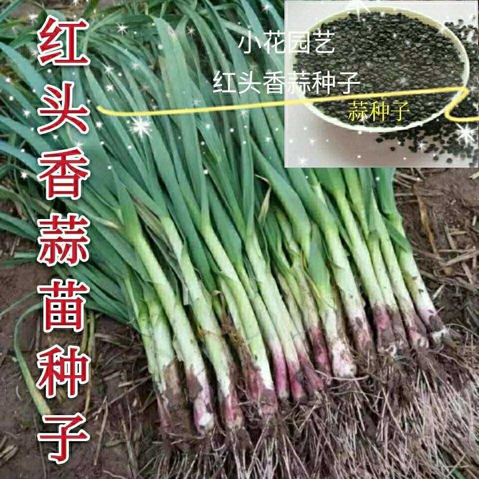 红头蒜苗种子四季播大蒜苗种子阳台盆栽棚种香蒜硬叶蒜苗蒜苗种子