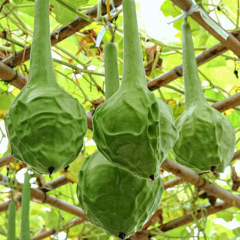 鹤首葫芦种子观赏文玩葫芦籽种苗秧阳台盆栽易种花卉种孑遮阴爬藤