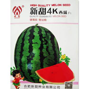 西k甜4新瓜种子春秋大田蔬菜水果种孑冰糖麒麟红玉黑皮西瓜种籽