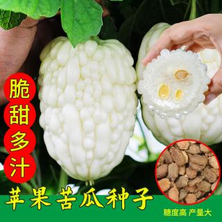 水苦果甜果瓜苹瓜子苦脆种台湾苹果苦瓜阳台四季播蔬菜优质苦瓜籽