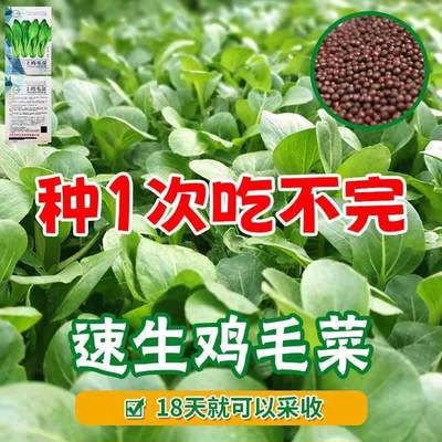 鸡毛菜种籽四季小白青菜20菜青上海油菜天速成盆栽蔬菜籽易活