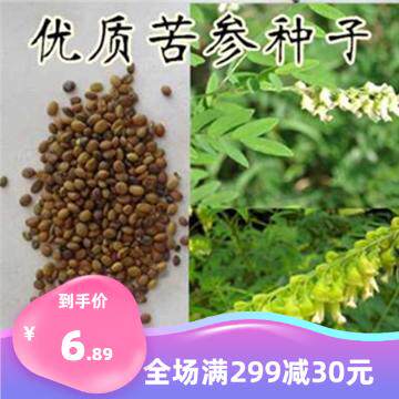 参苦质种优子 中草药材种子 纯新苦参种籽 保质量包邮