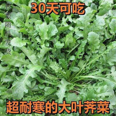 【耐冻耐寒】 荠荠春秋庭院阳台种子大叶冬荠菜蔬菜种子菜种籽