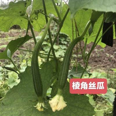 棱角种子丝瓜蔬 传统菜种籽肉厚肥嫩秋瓜种子 水瓜非转基因可留种