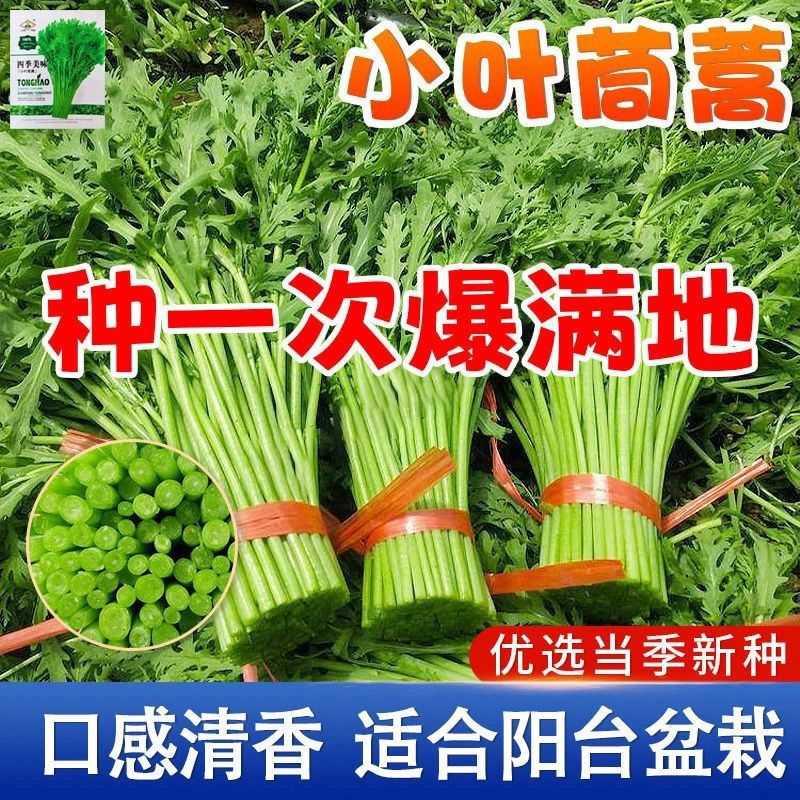 种子小叶皇帝菜种茼蒿籽光杆蔬菜多次采收庭院阳台四季高产包邮