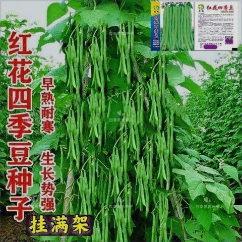 时【4小8发货】红花白荚四季豆种子有架四季豆种子菜豆早熟高