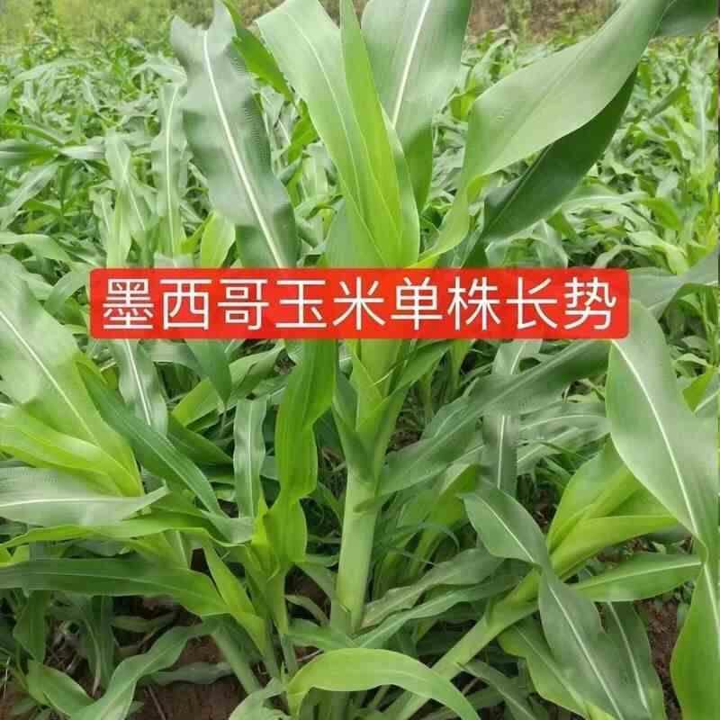 高产墨西哥玉米草种子优12耐旱再生牧草种子猪牛羊鸡鸭鹅鱼兔草种
