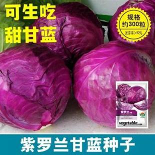 甘菜种蓝紫菜子心紫卷包紫庭院蔬菜种子春秋高产菜籽