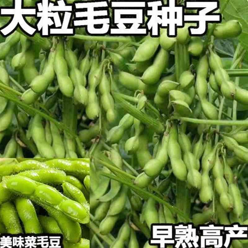 早熟高产大粒毛豆种抗病耐寒毛豆新品蔬菜种子春播子种子夏播菜青