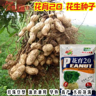 育花0花2生种子早熟罗汉果薄皮花生种矮杆花生种籽高产油食兼t