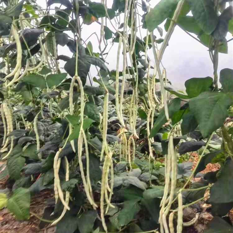 白露豇白胖豇豆种子甜糯肉江豆好吃豆角种籽架豆四川春夏季蔬菜孑