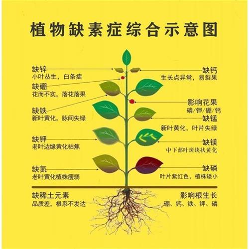 丝瓜专用肥料高钾肥保花保果花叶氮磷钾复合肥增甜丝瓜肥