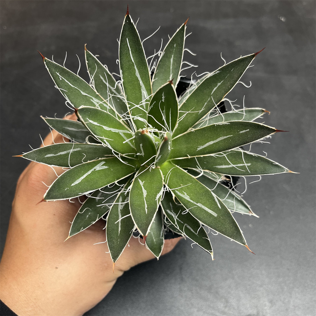 乱雪龙舌兰拉丝控养精品贵货耐旱好养活多肉植物盆栽花卉绿植室外