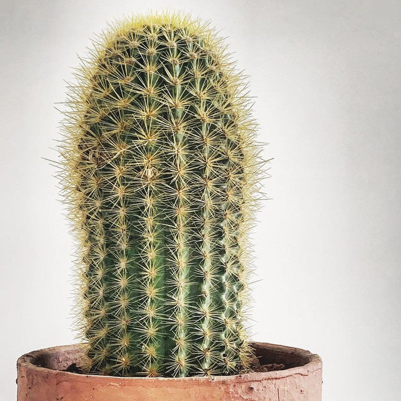 金煌柱仙人柱仙人掌科大型开花仙人柱桌面绿植花卉盆栽多肉植物