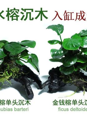 鱼缸真水草净水新手水榕沉木活体水族箱造景装饰懒人沉底不用底砂