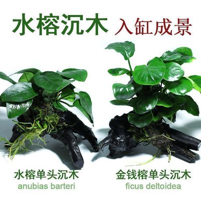 鱼缸真水草净水新手水榕沉木活体水族箱造景装饰懒人沉底不用底砂