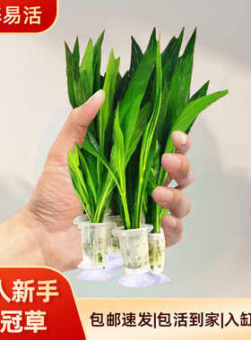 大叶皇九冠真水草迷你九冠鱼缸中后造景装饰淡水阴性好养懒人水草