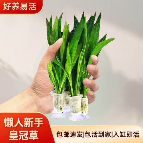 大叶皇九冠真水草迷你九冠鱼缸中后造景装饰淡水阴性好养懒人水草