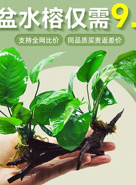 阴性水草植物真草净水懒人好养水榕沉木大叶榕皇冠鱼缸生态造景